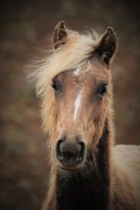 Rocky Mountain Horse Foal. Photo Credit Toril Strooper.