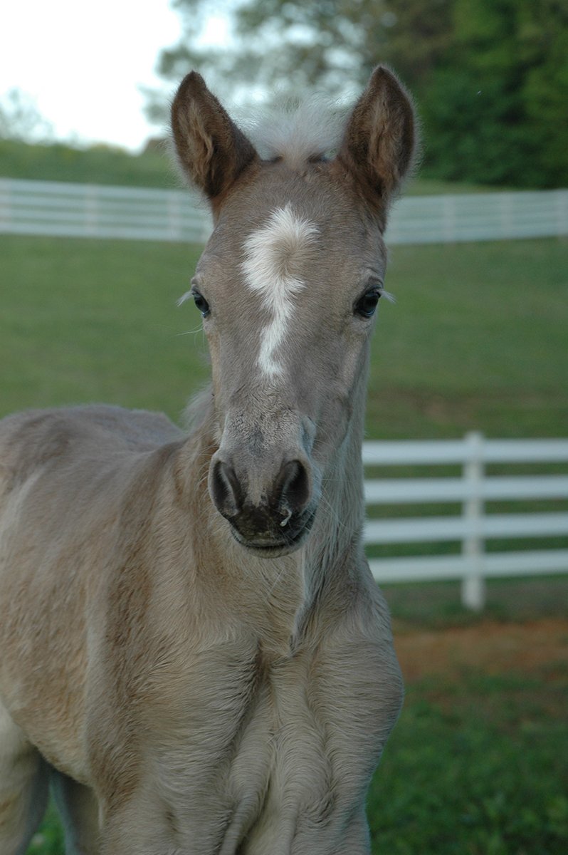 Rocky Mountain Horse Foal