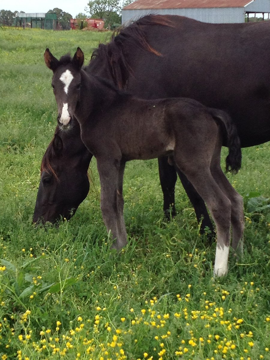 Rocky Mountain Mare and Foal