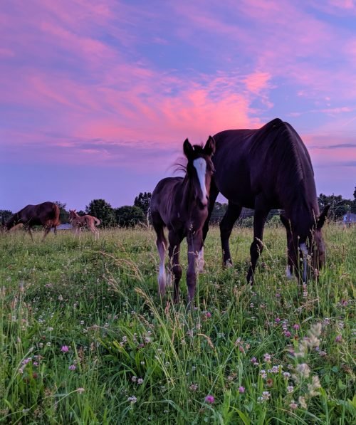 Mares and foals. Photo credit Melissa Walters