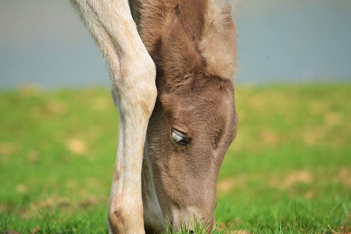 grazing foal. Foto credit Toril Strooper
