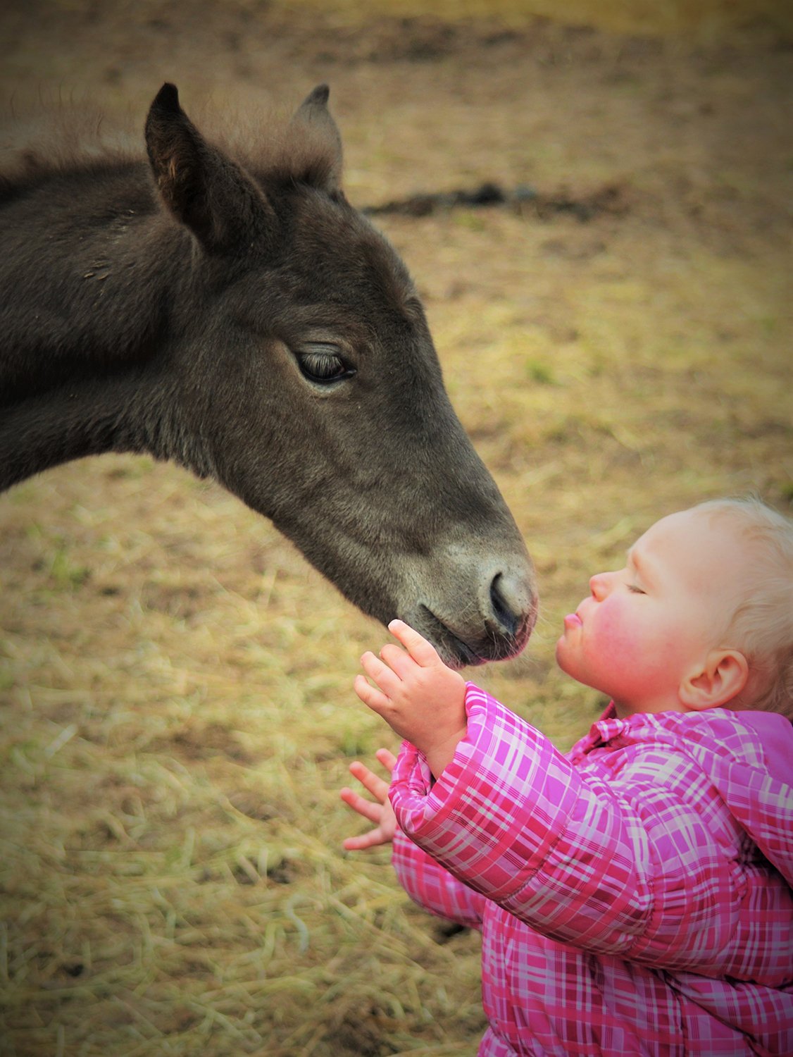 child with foal. Photo credit Toril Strooper